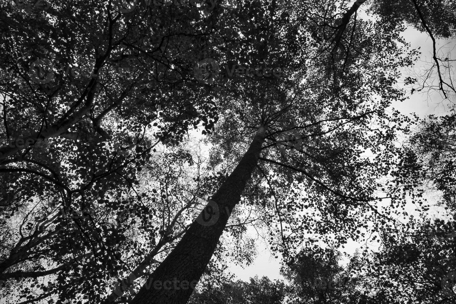 View into the crown of a deciduous tree in the forest. Upwards along the trunk photo