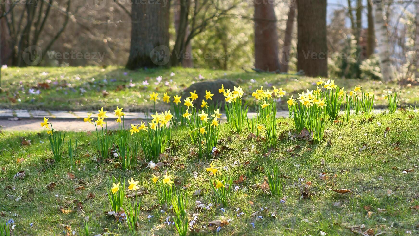 Daffodils at Easter time on a meadow. Yellow flowers shine against the green grass photo