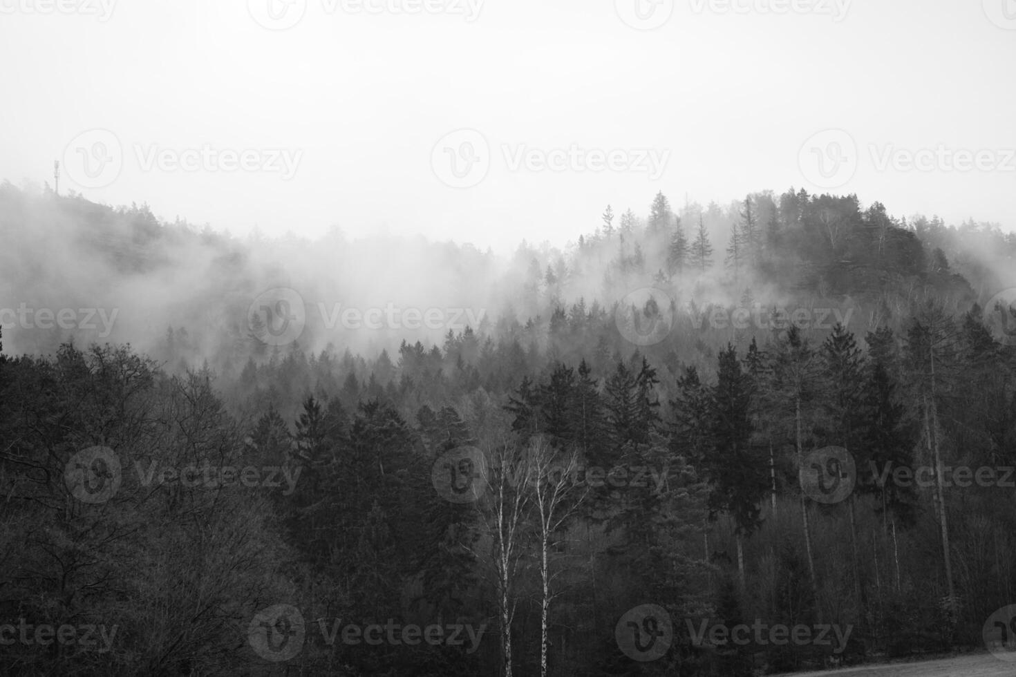 Foggy forest on a mountain in the Elbe Sandstone Mountains in black and white photo