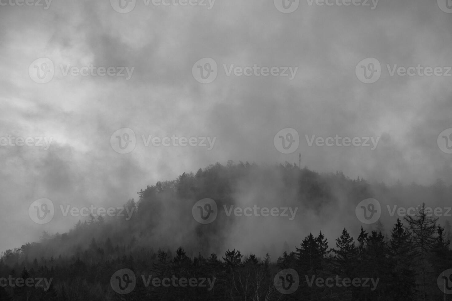 Foggy forest on a mountain in the Elbe Sandstone Mountains in black and white. photo