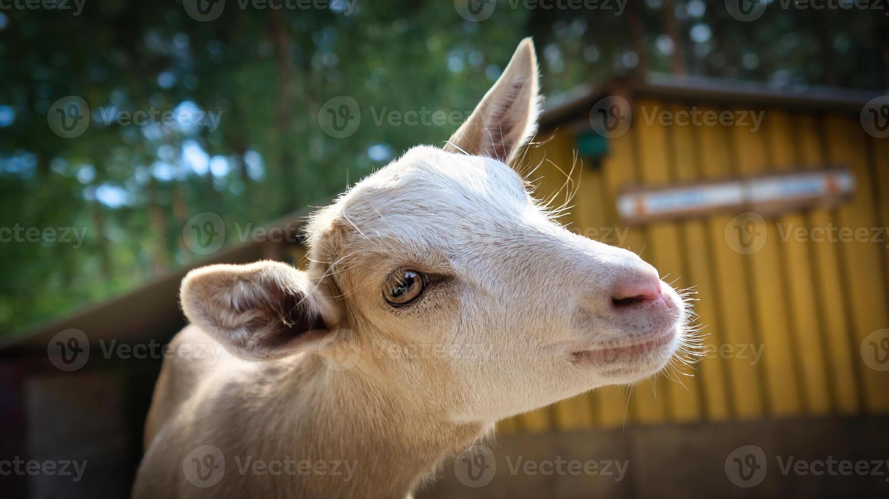 retrato de un cabra. gracioso animal foto. granja animal en el granja. animal foto