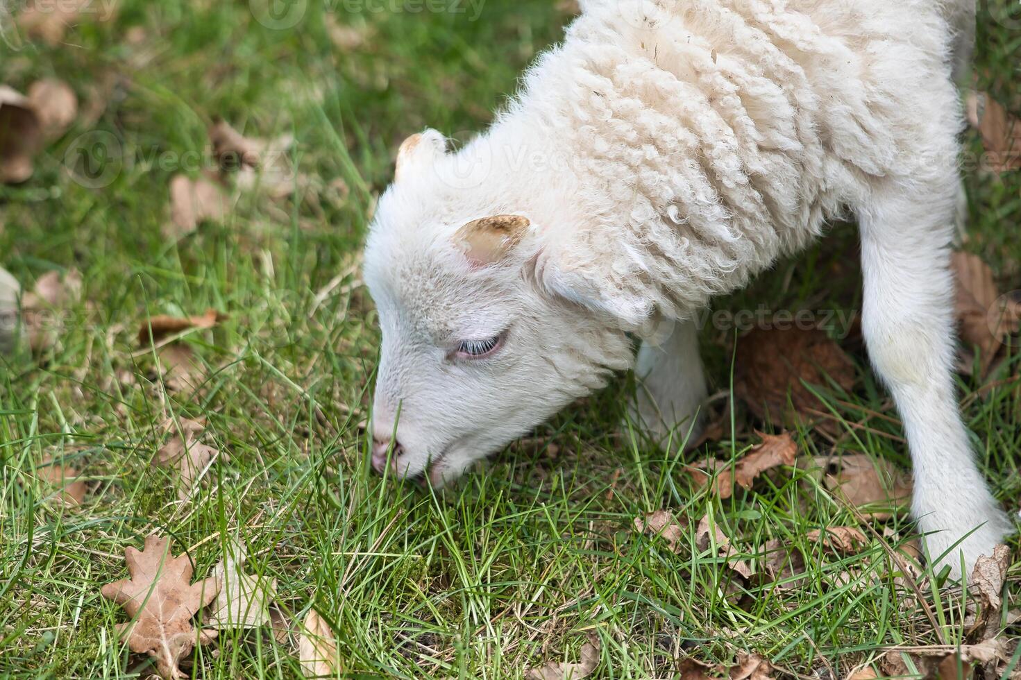 Easter lamb eating on a green meadow. White wool on a farm animal on a farm. Animal photo