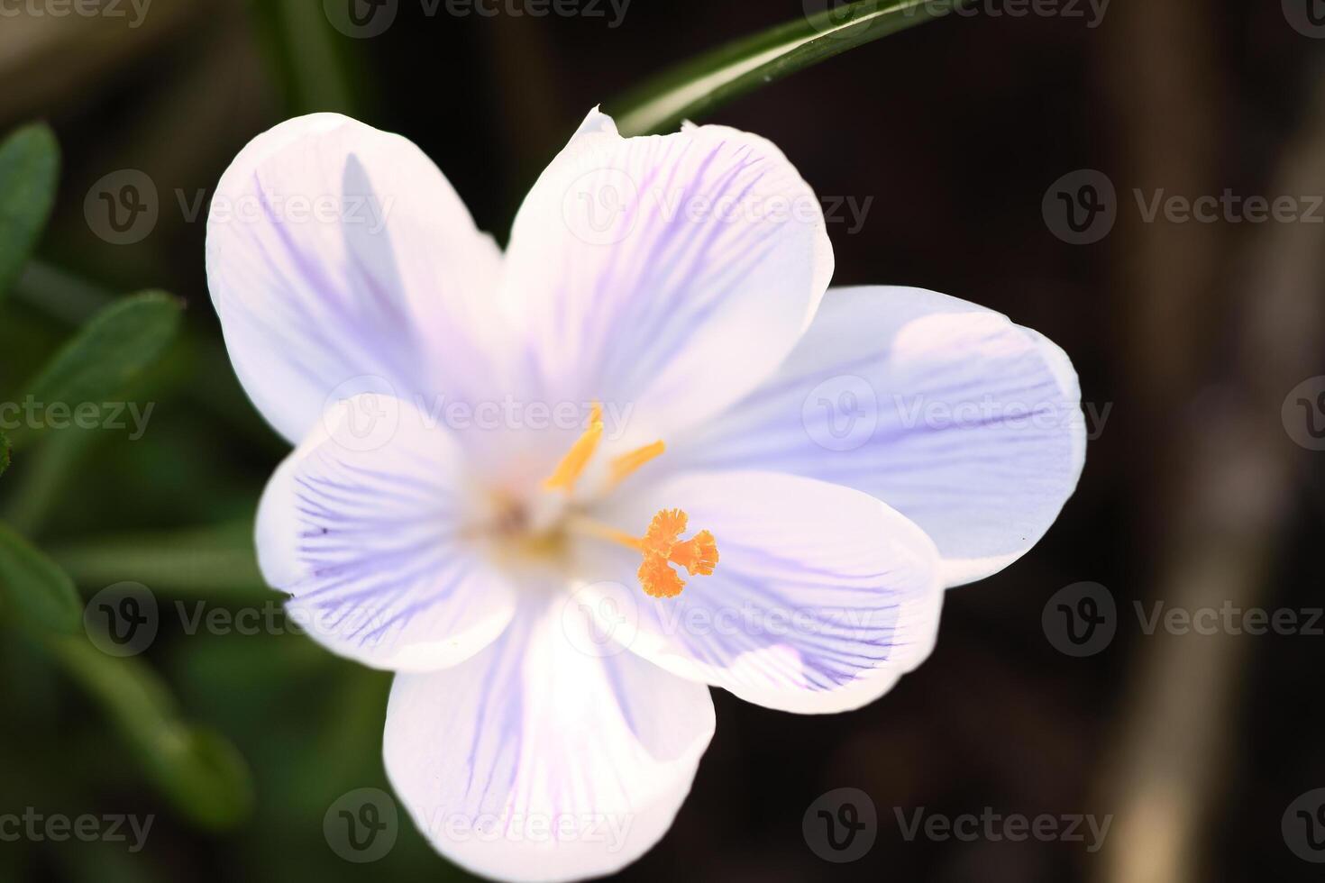 Single crocus flower in a meadow in soft warm light. Spring flowers that herald spring photo