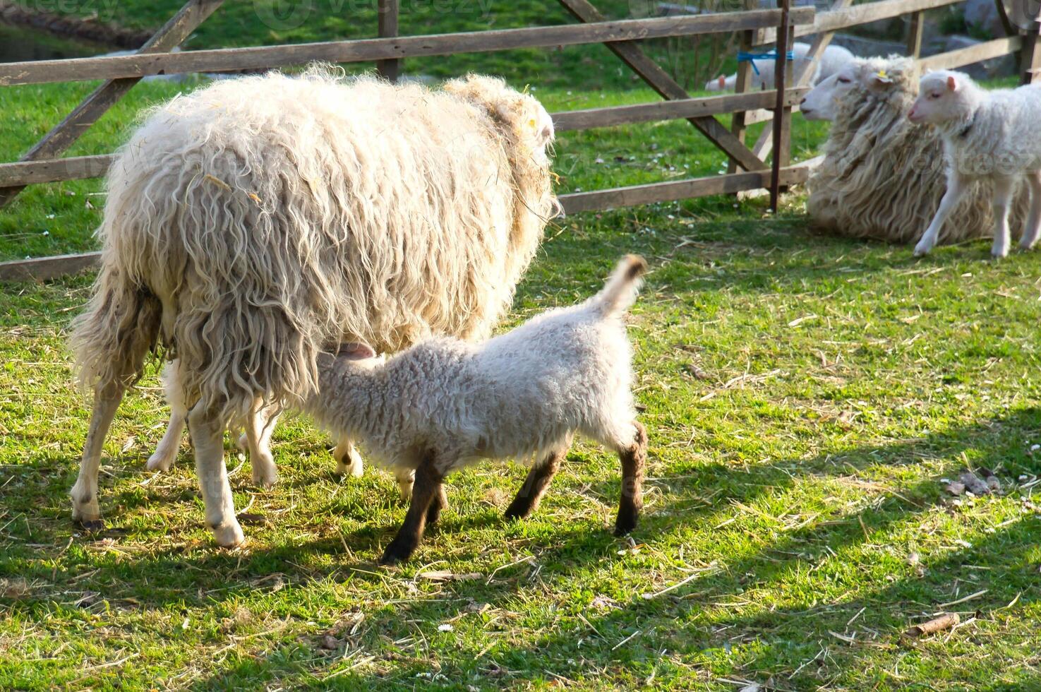 Easter lamb drinks with his mother in a green meadow. Baby farm animal on a farm photo