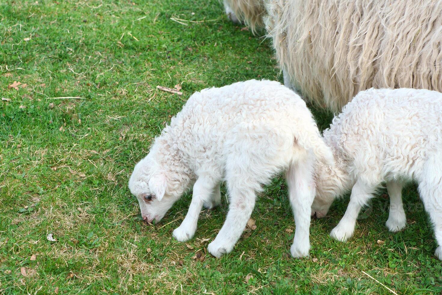 Easter lambs on a green meadow. White wool on a farm animal on a farm. Animal photo