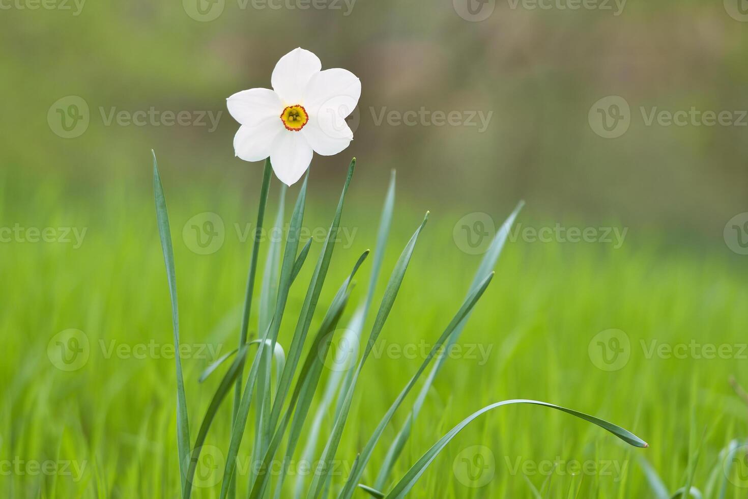 Daffodils at Easter time on a meadow. Yellow white flowers shine against the grass photo