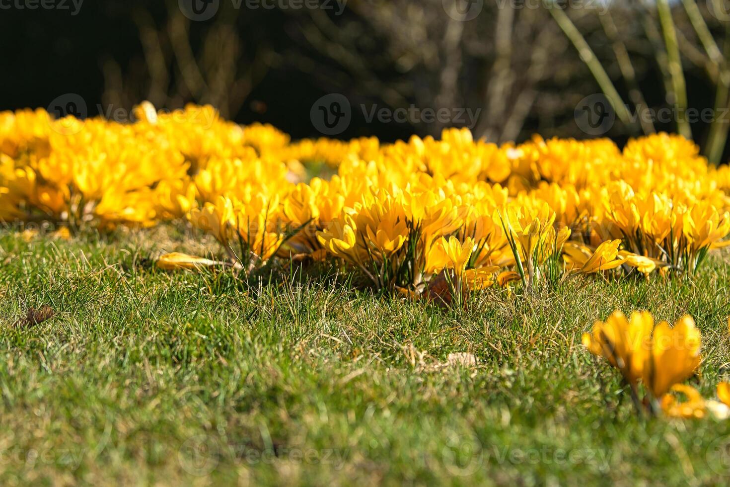 azafrán en un prado en suave calentar ligero. primavera flores ese heraldo primavera. flores foto