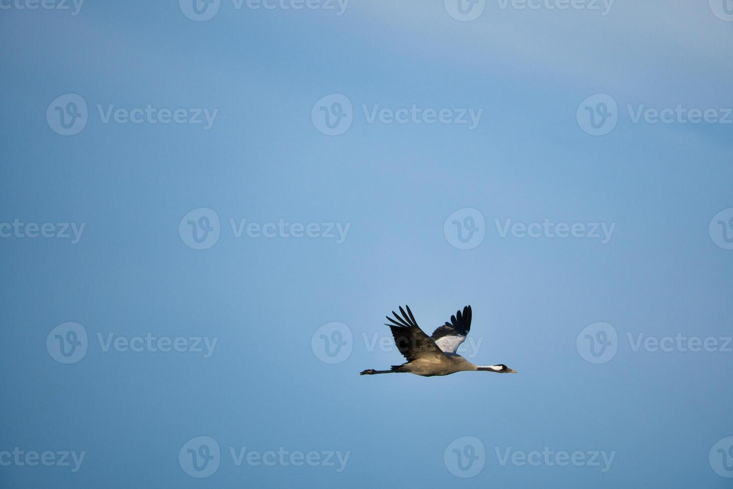 Cranes fly in the blue sky. Migratory birds on the Darss. Wildlife photo from nature