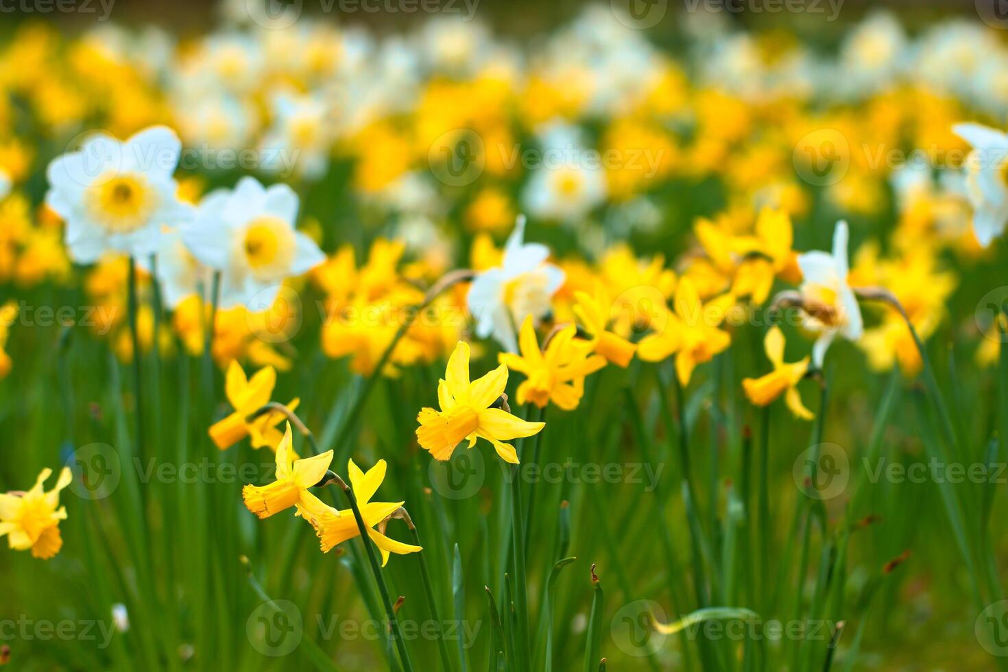 Daffodils at Easter time on a meadow. Yellow flowers shine against the green grass photo