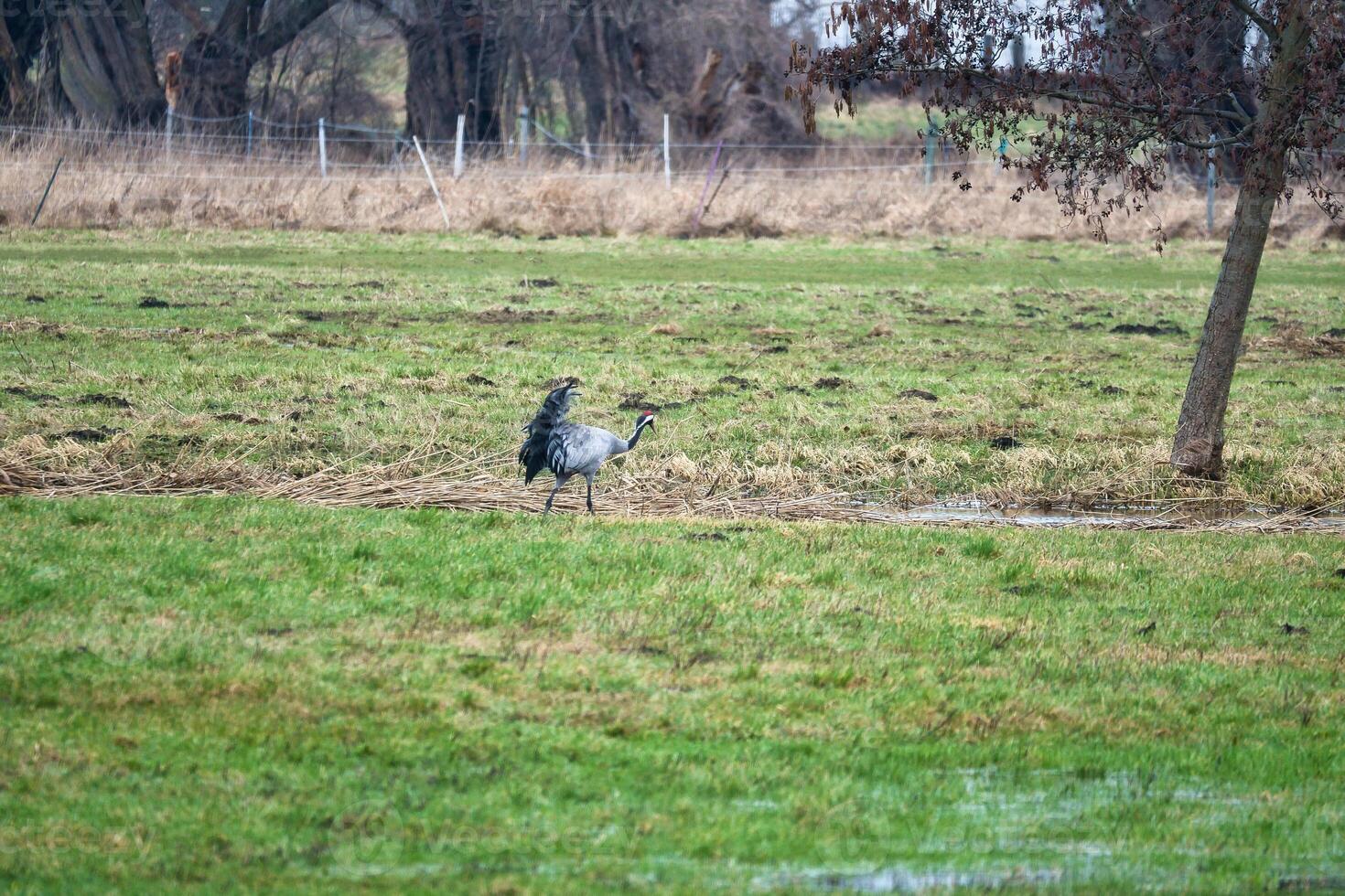 Cranes on a damp meadow. Wild birds foraging in the wild. Migratory birds photo
