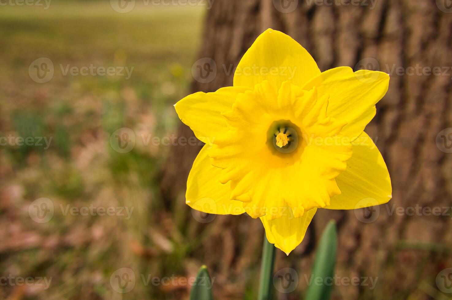 Daffodils at Easter time on a meadow. Yellow flowers shine against the green grass photo