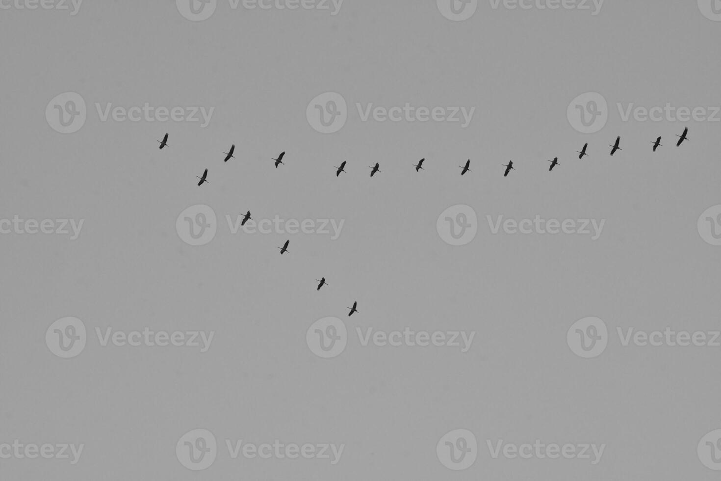 Cranes fly in V formation in the sky. Migratory birds on the Darss. Back ,white photo