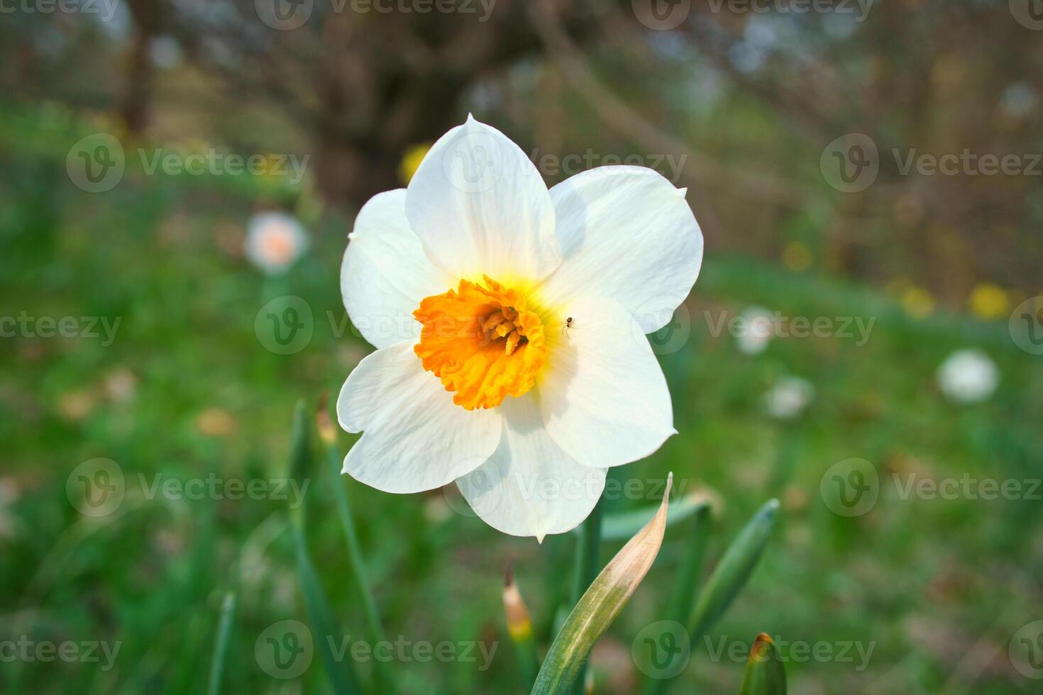 Daffodils at Easter time on a meadow. Yellow white flowers shine against the grass photo
