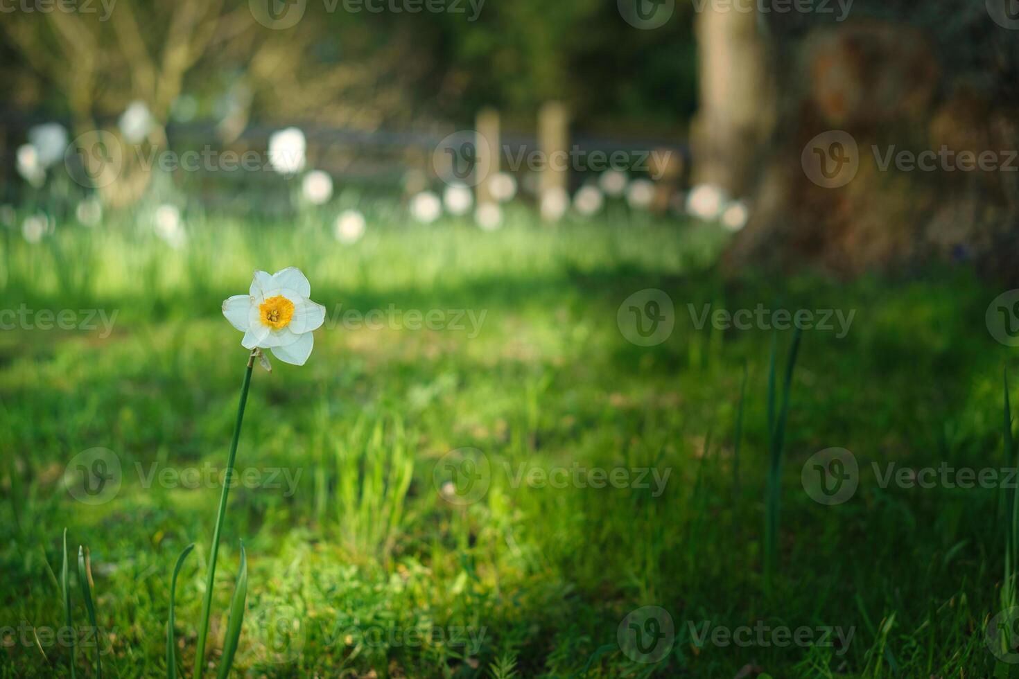 Daffodils at Easter time on a meadow. Yellow white flowers shine against the grass photo