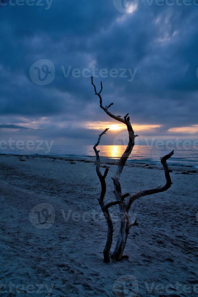 Sunset on the beach of the Baltic Sea. Love tree, shrub in the sand on the west beach photo