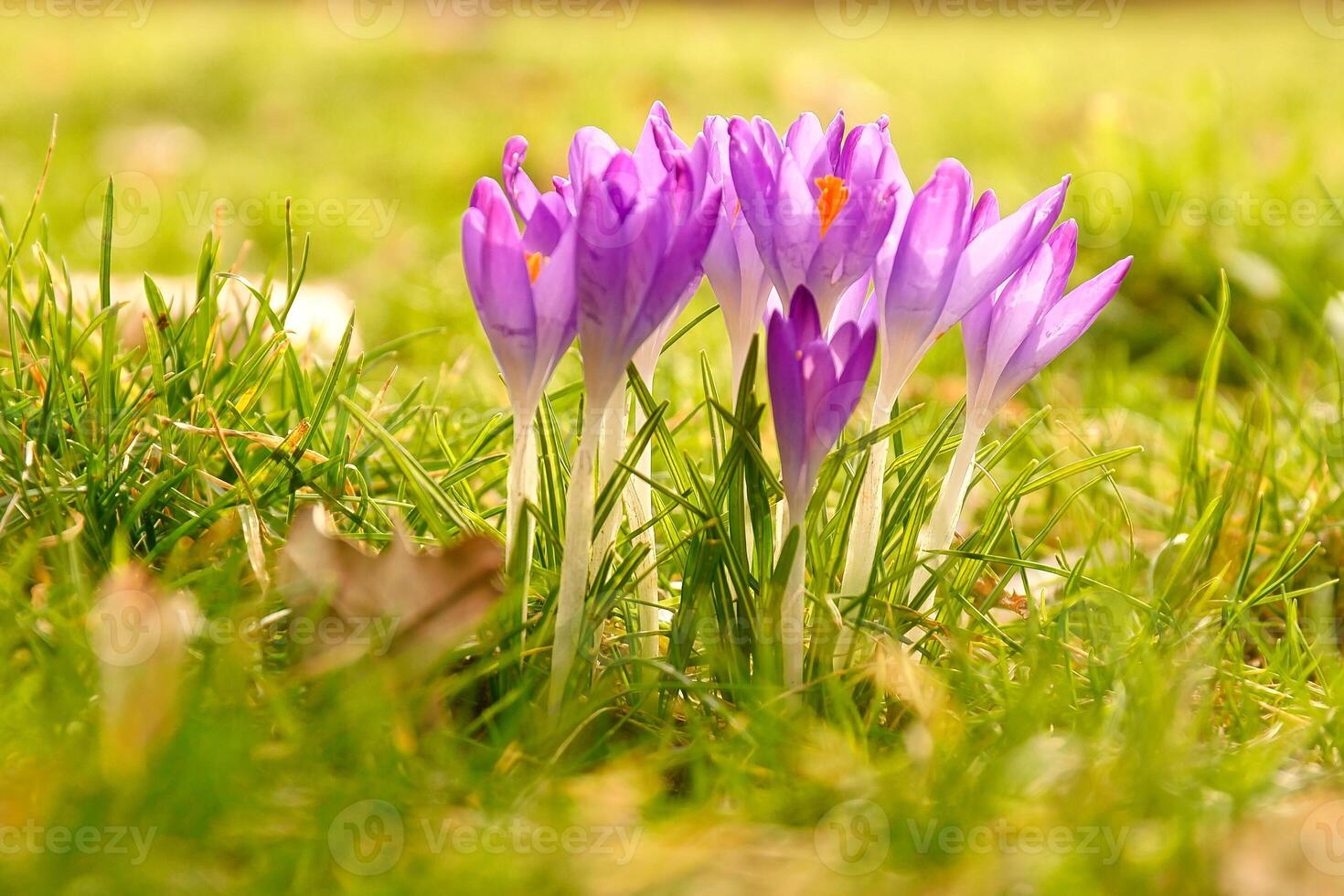 Crocuses in a meadow in soft warm light. Spring flowers that herald spring. Flowers photo