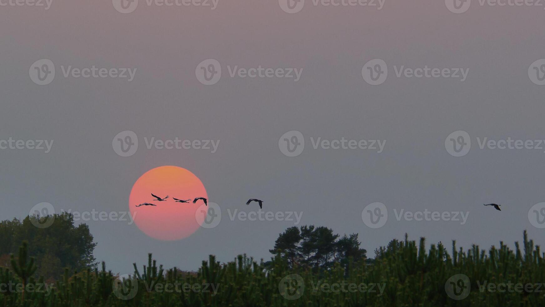 Cranes flying over trees in a forest. Migratory birds in front of the moon. photo