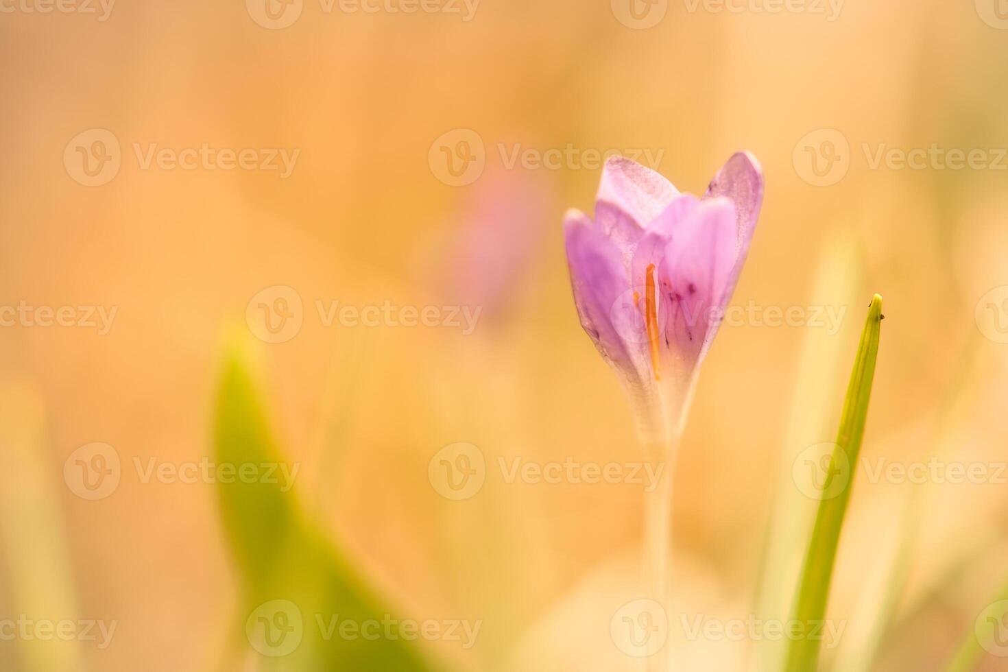 Single crocus flower delicately depicted in soft warm light. Spring flowers photo