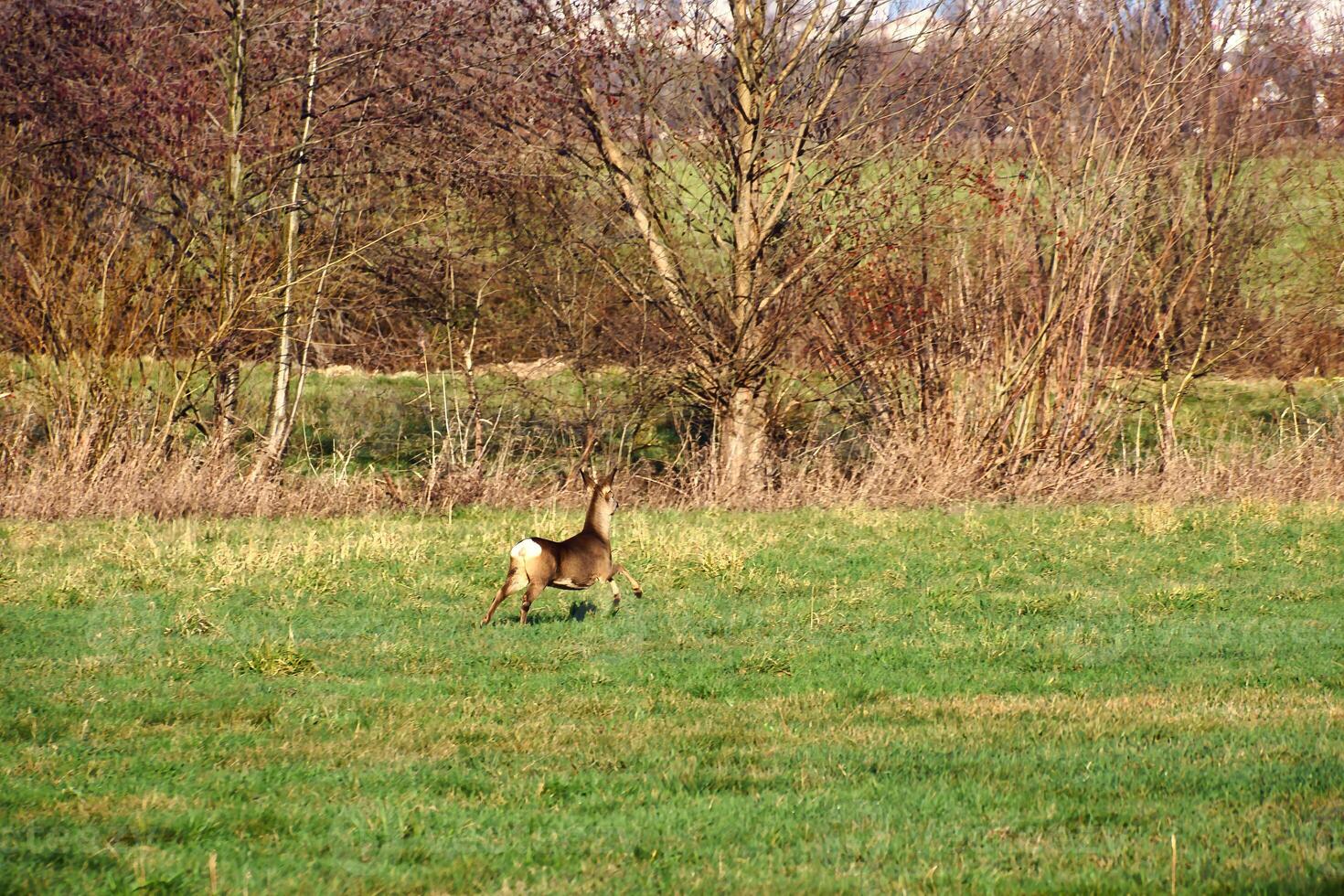 ciervo en el correr en un prado. saltando terminado el verde césped. animal foto