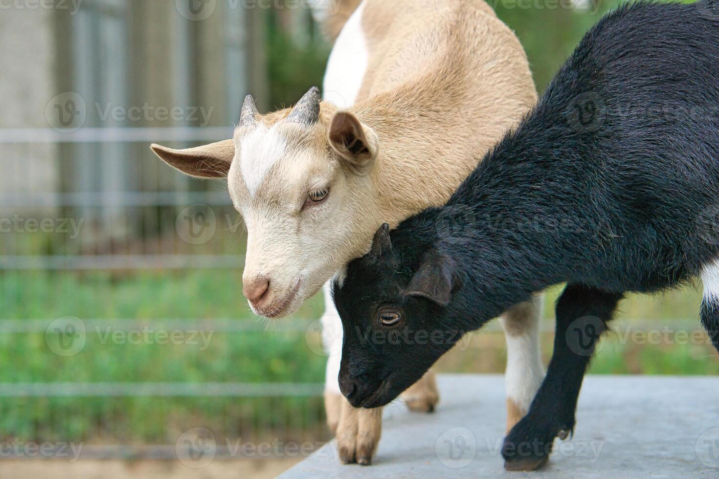 Goats playing with each other. Funny animal photo. Farm animal on the farm. Animal photo