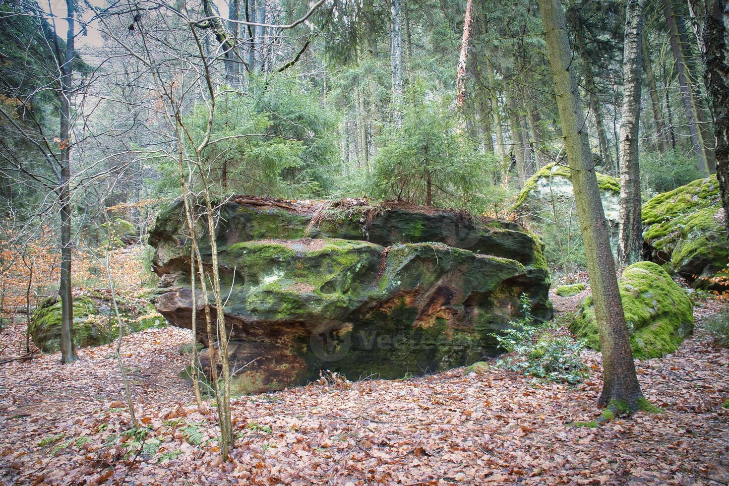 Moss-covered sandstone with small fir trees on the stone in the Saxon Switzerland photo
