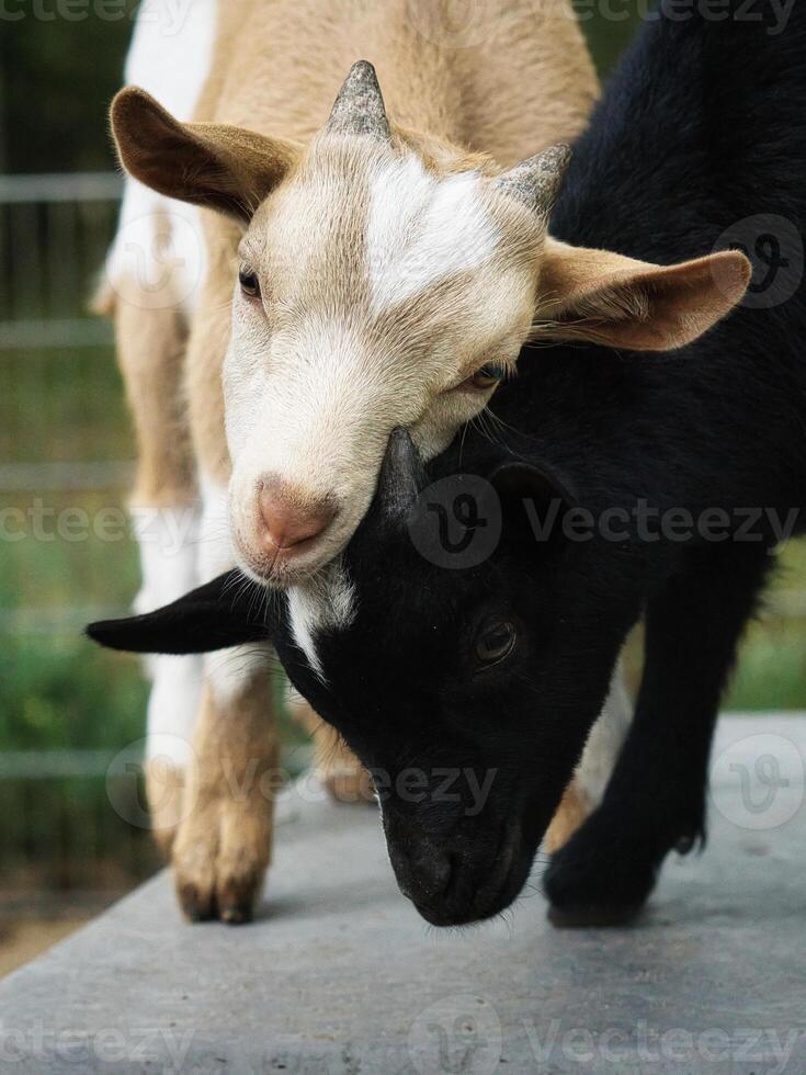 Goats playing with each other. Funny animal photo. Farm animal on the farm. Animal photo