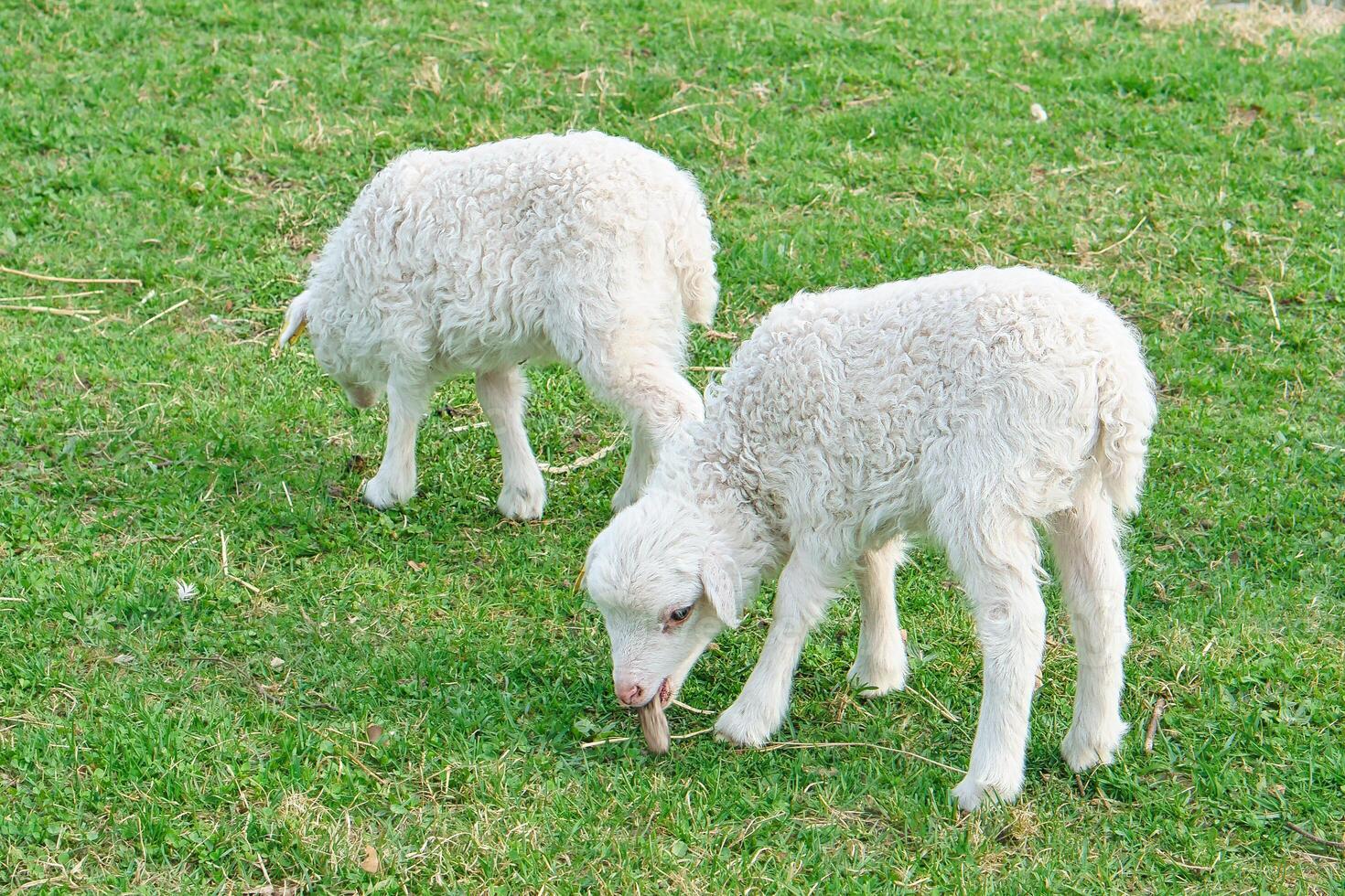 Easter lambs on a green meadow. White wool on a farm animal on a farm. Animal photo