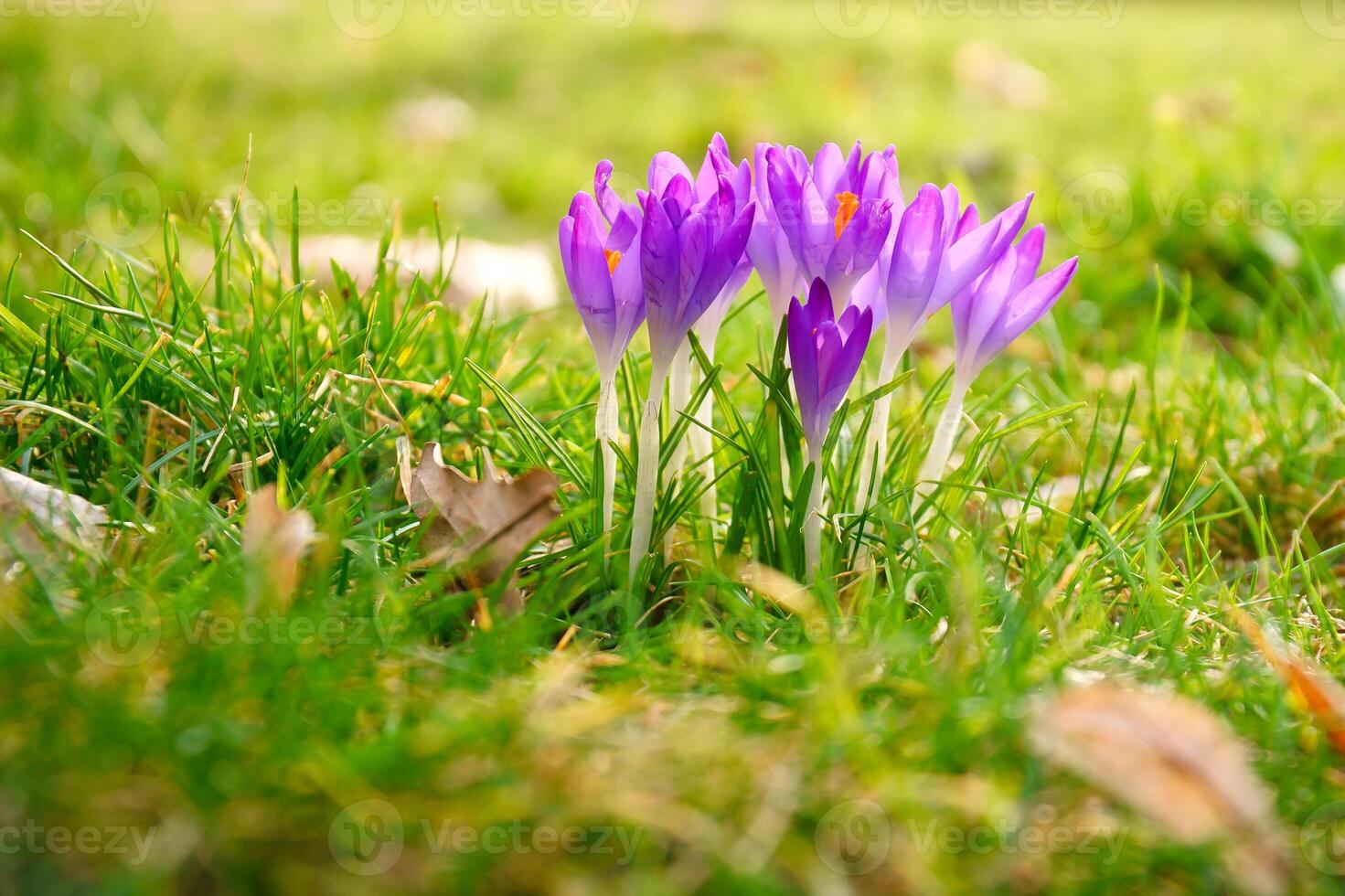 Crocuses in a meadow in soft warm light. Spring flowers that herald spring. Flowers photo