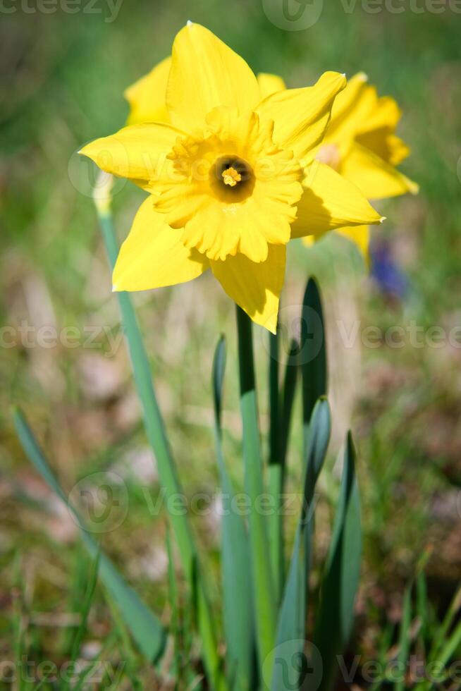 Daffodils at Easter time on a meadow. Yellow flowers shine against the green grass photo