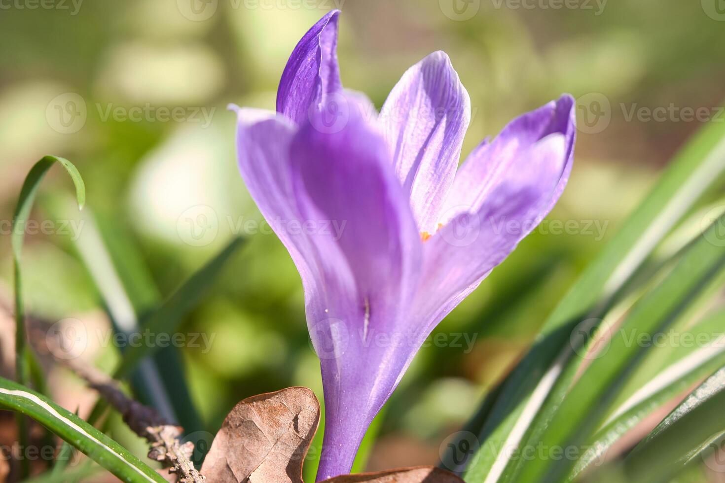 Single crocus flower in a meadow in soft warm light. Spring flowers that herald spring photo