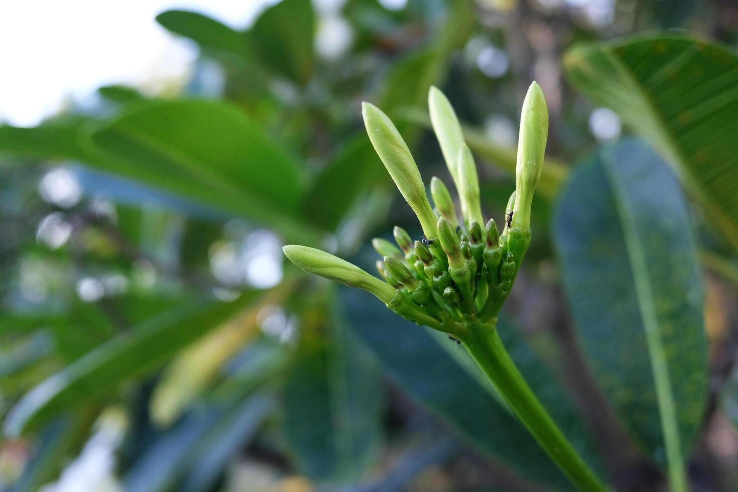 Fresh bud white Ixora flowers in tropical garden photo