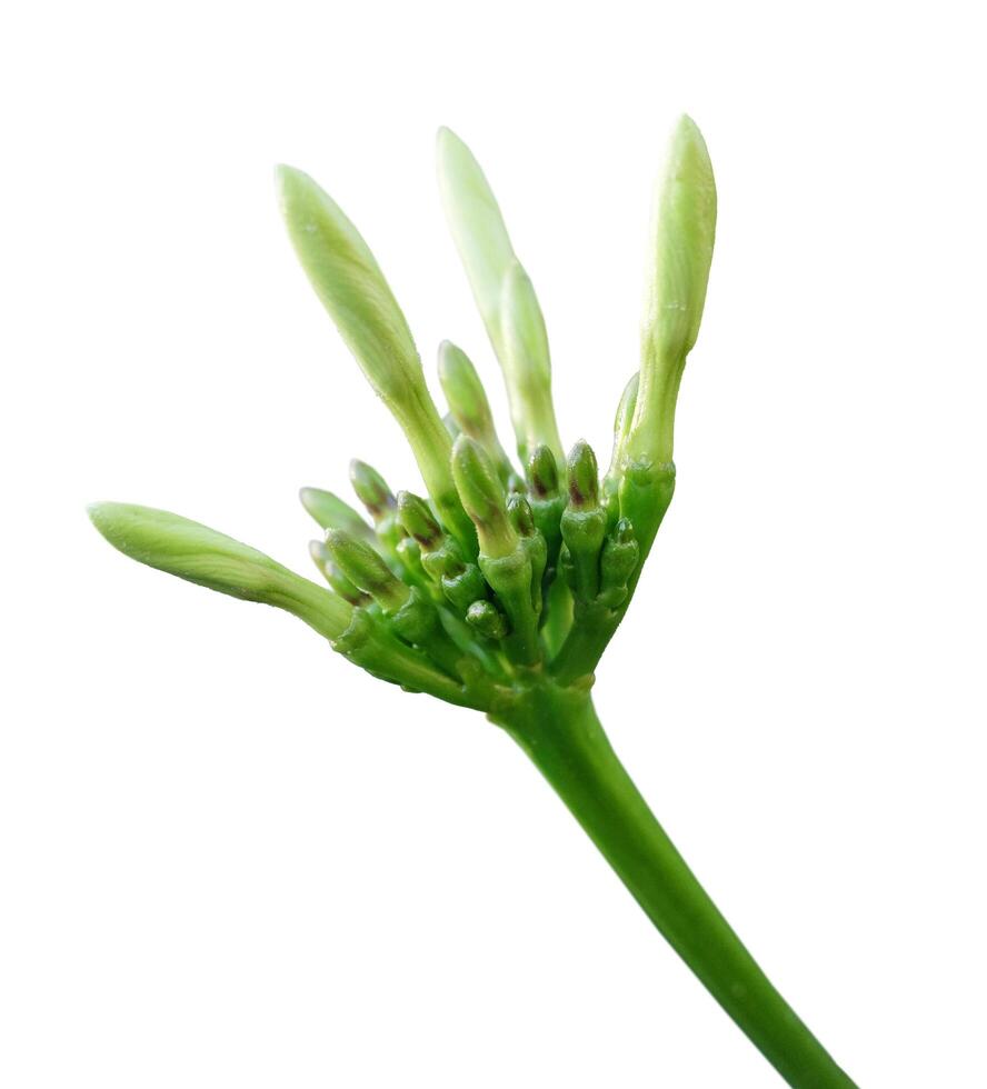 Fresh bud white Ixora flowers isolated on white background photo