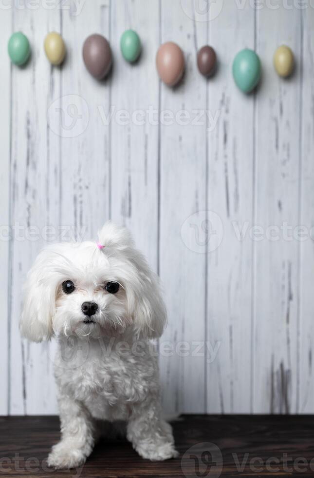 Maltese dog looking at camera on white vintage aged wooden background with multicoloured Easter eggs hanging on it. Copy space photo