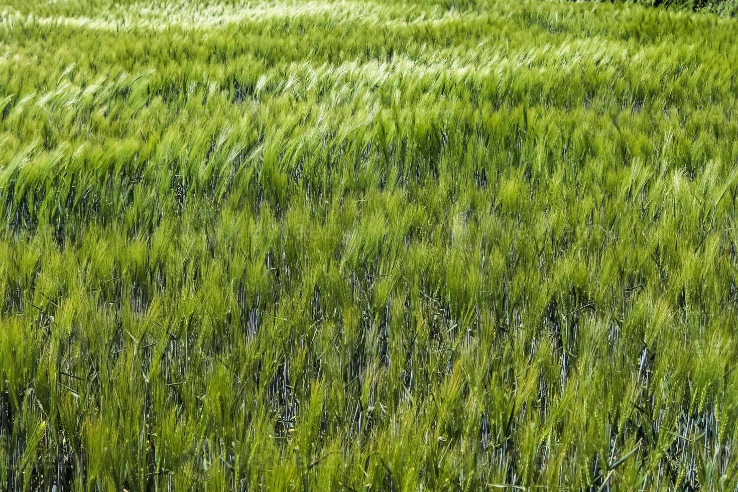 Summer view on agricultural crop and wheat fields ready for harvesting photo
