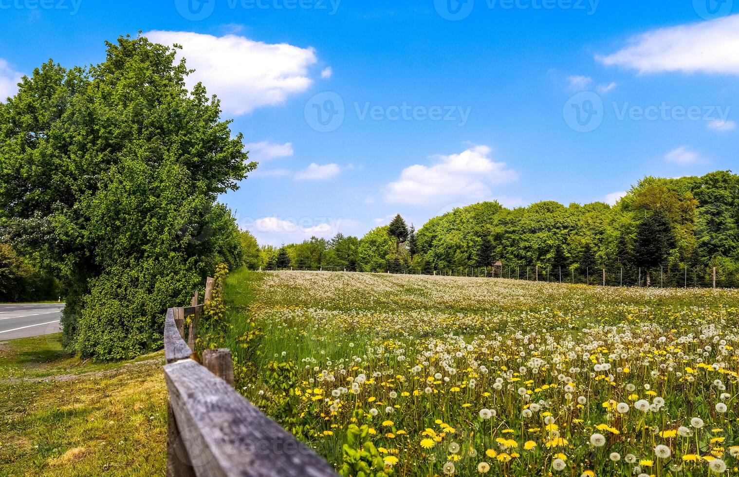 Close up view at a blowball flower found on a green meadow full of dandelions photo