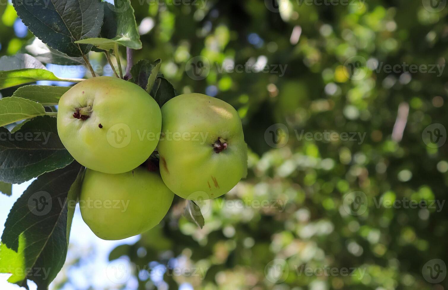 Green apples on a branch ready to be harvested with a selective focus and soft bokeh photo