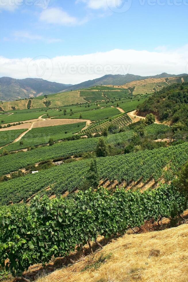 landscapes and details of beautiful Chilean vineyards photo