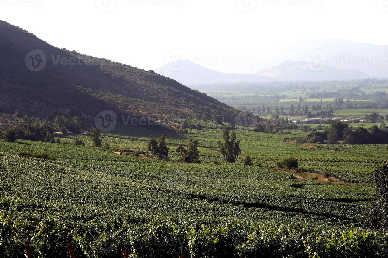 landscapes and details of the beautiful Chilean vineyards photo