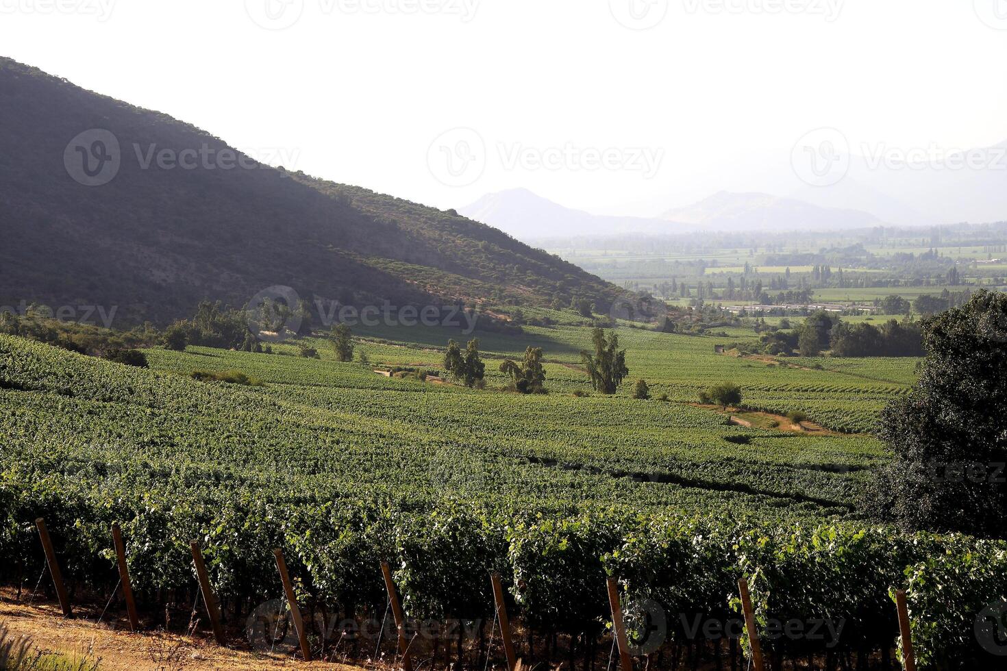 landscapes and details of the beautiful Chilean vineyards photo
