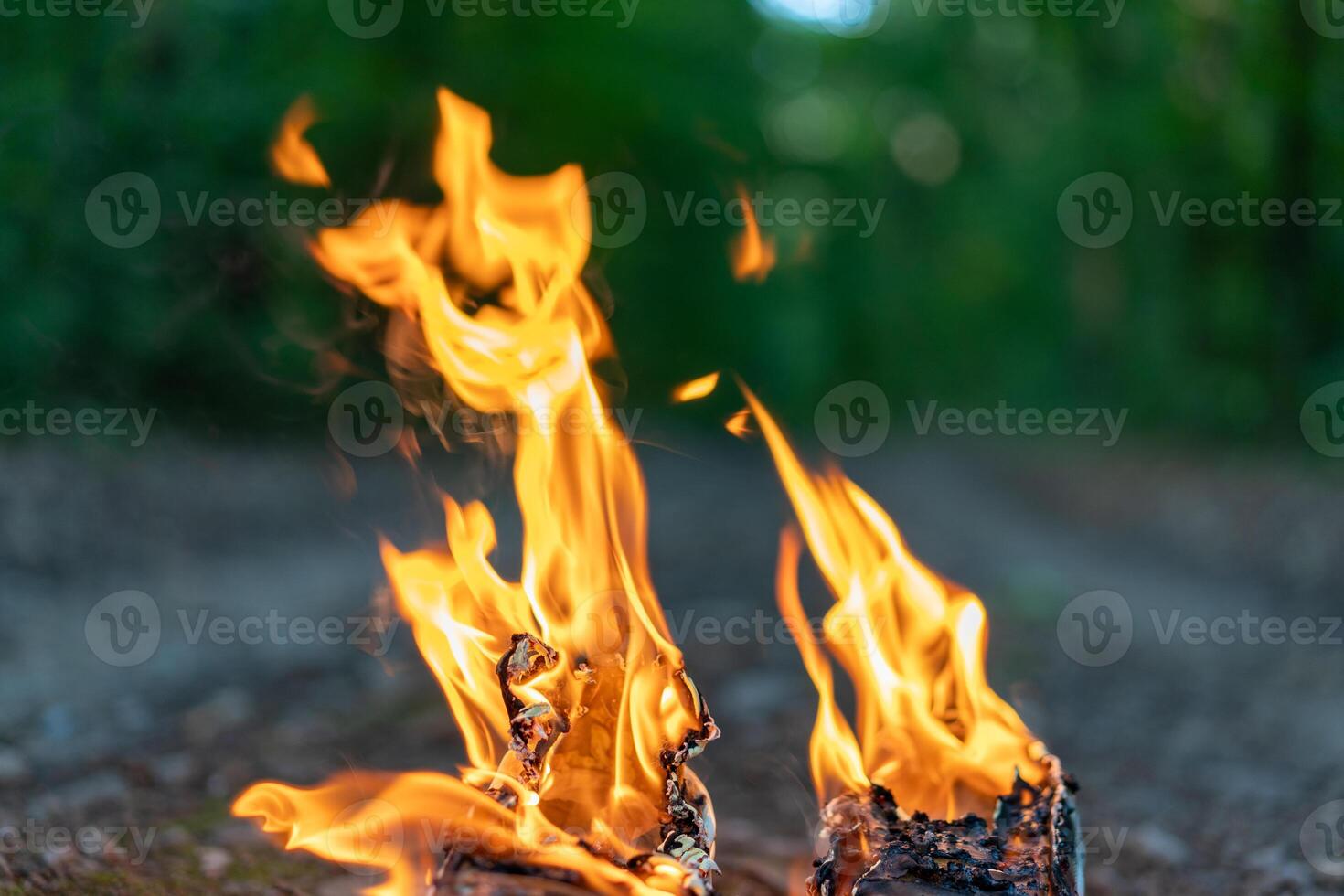 Tongues of flame close on the background of the evening forest. photo