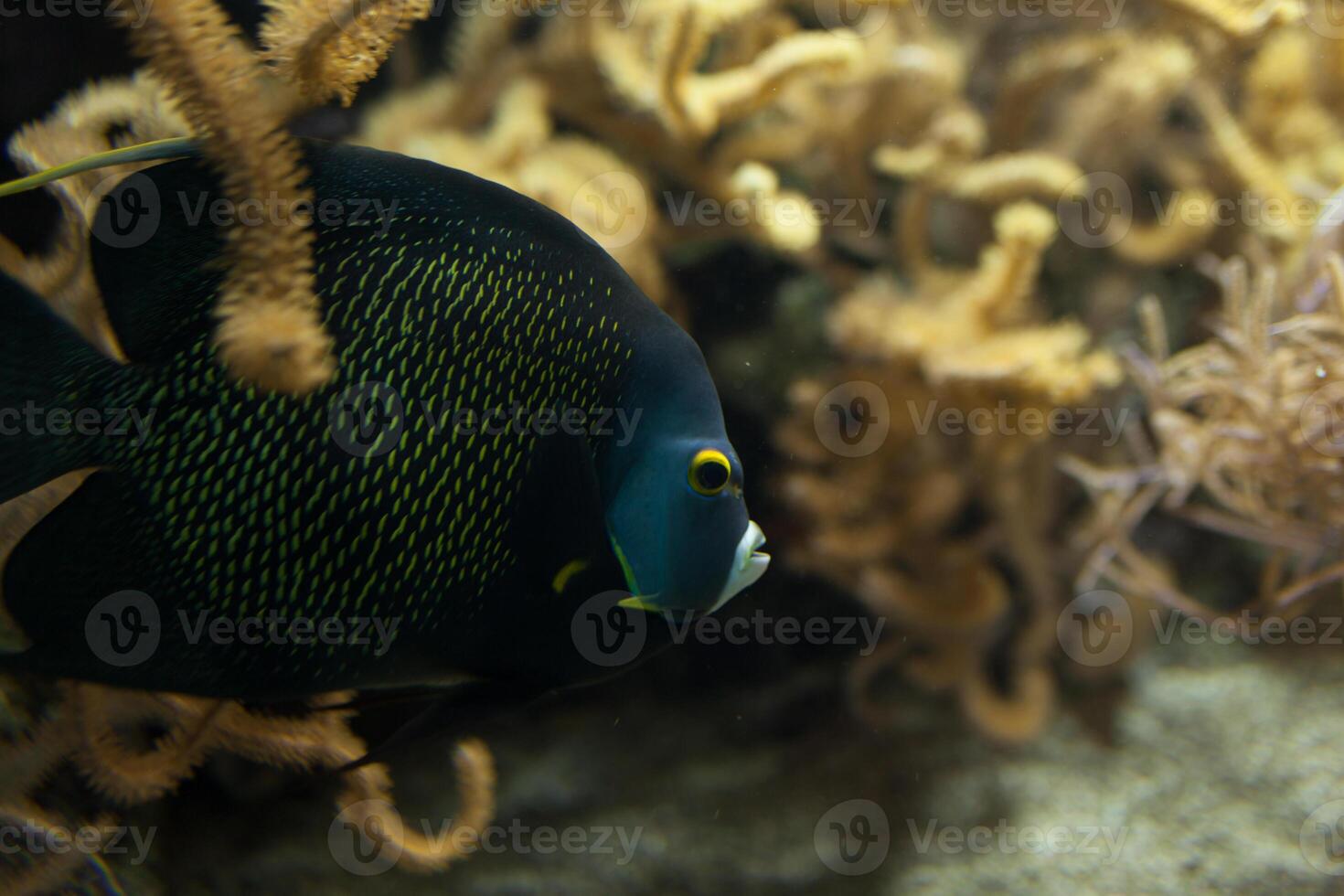 Fishes in aquarium or reservoir ubder water on fish farm photo