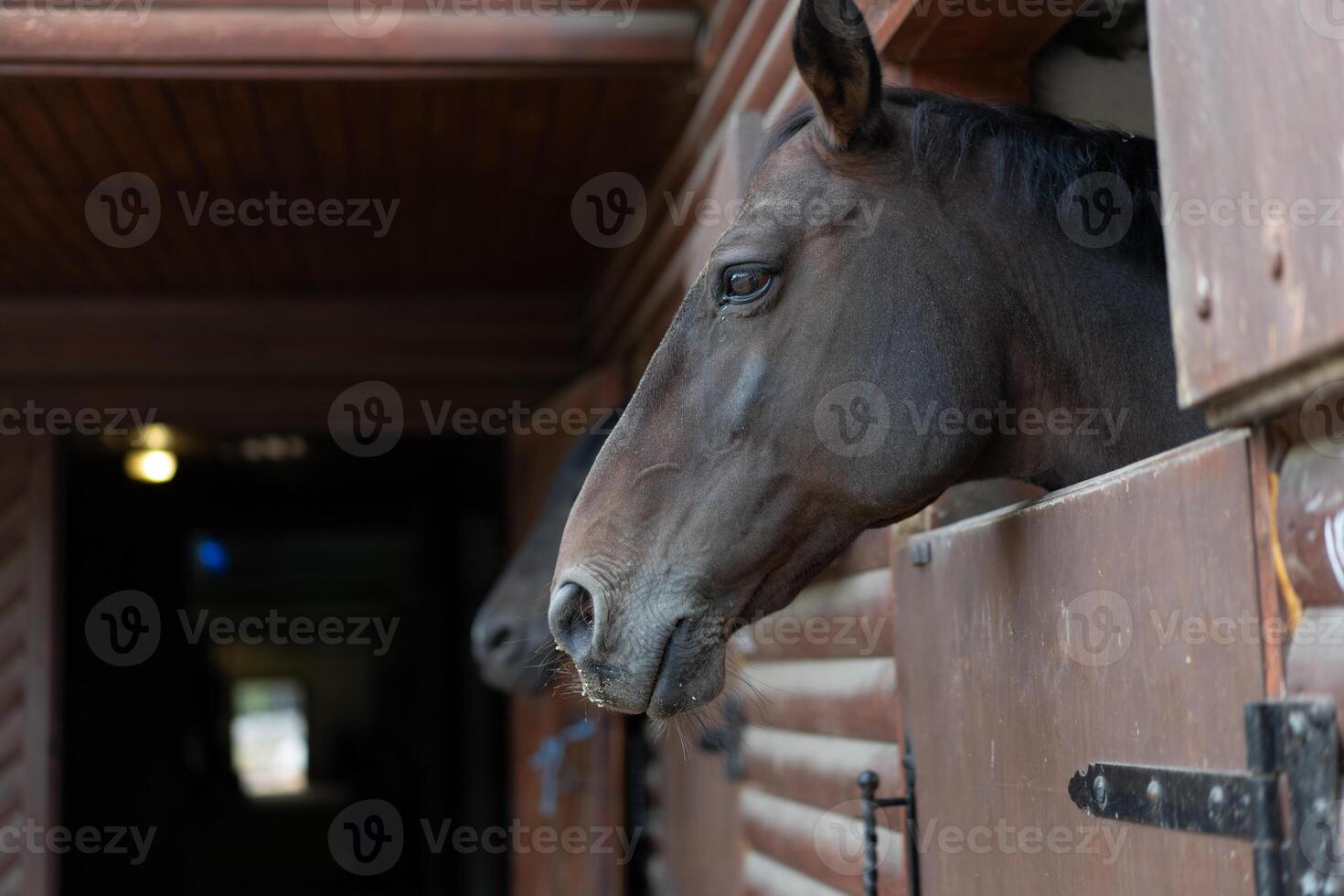 dos caballo mira mediante ventana de madera puerta estable esperando para paseo foto