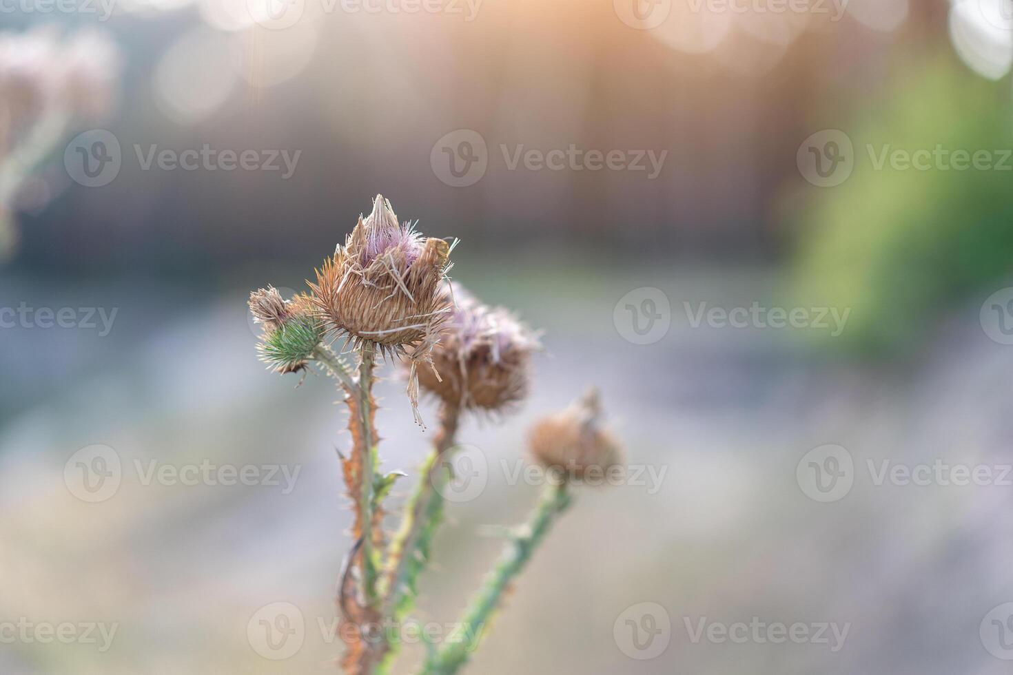 Dry spike of burdock on the background of a blurry forest photo