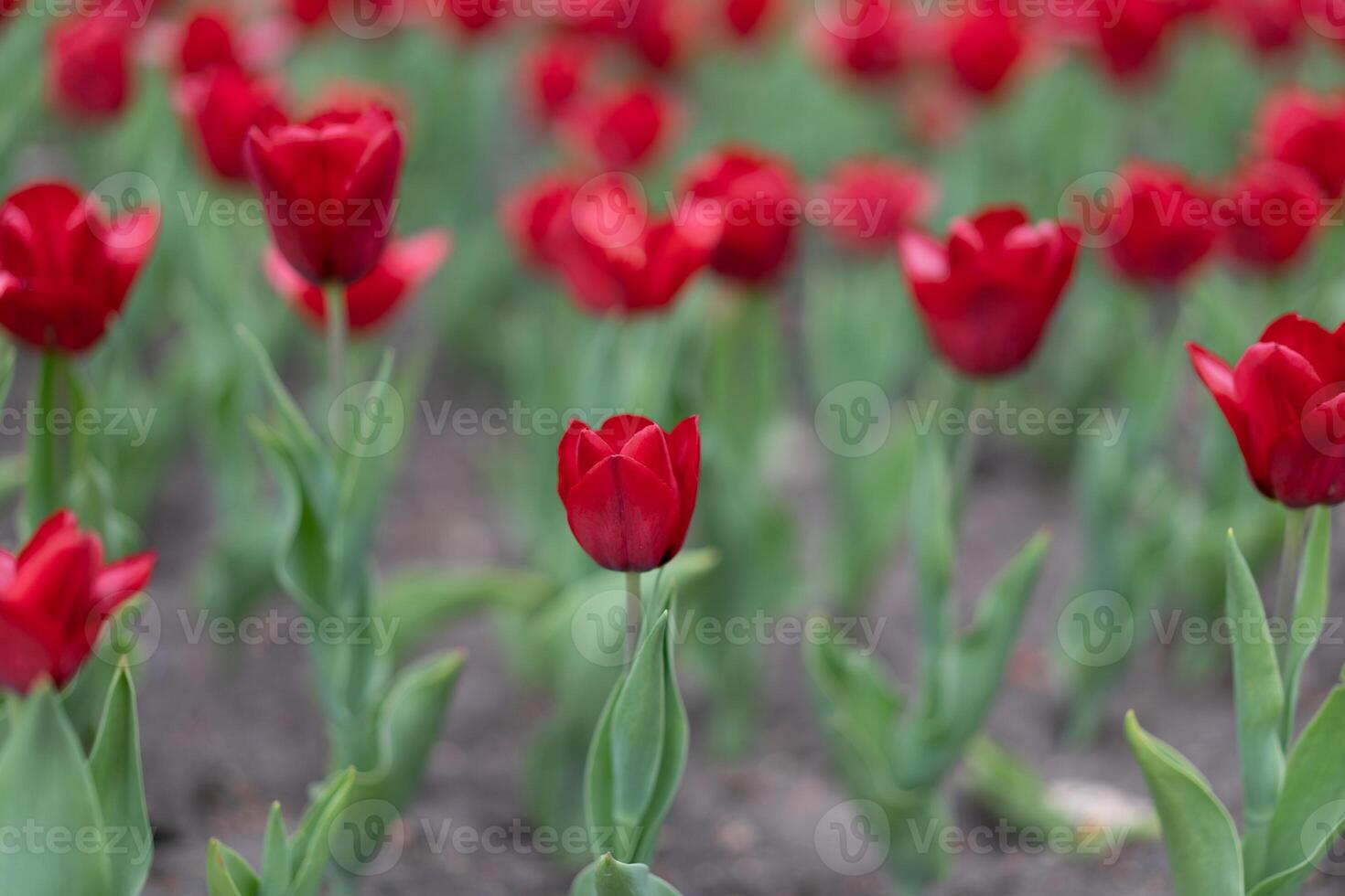 Red tulip flowers background outdoor photo