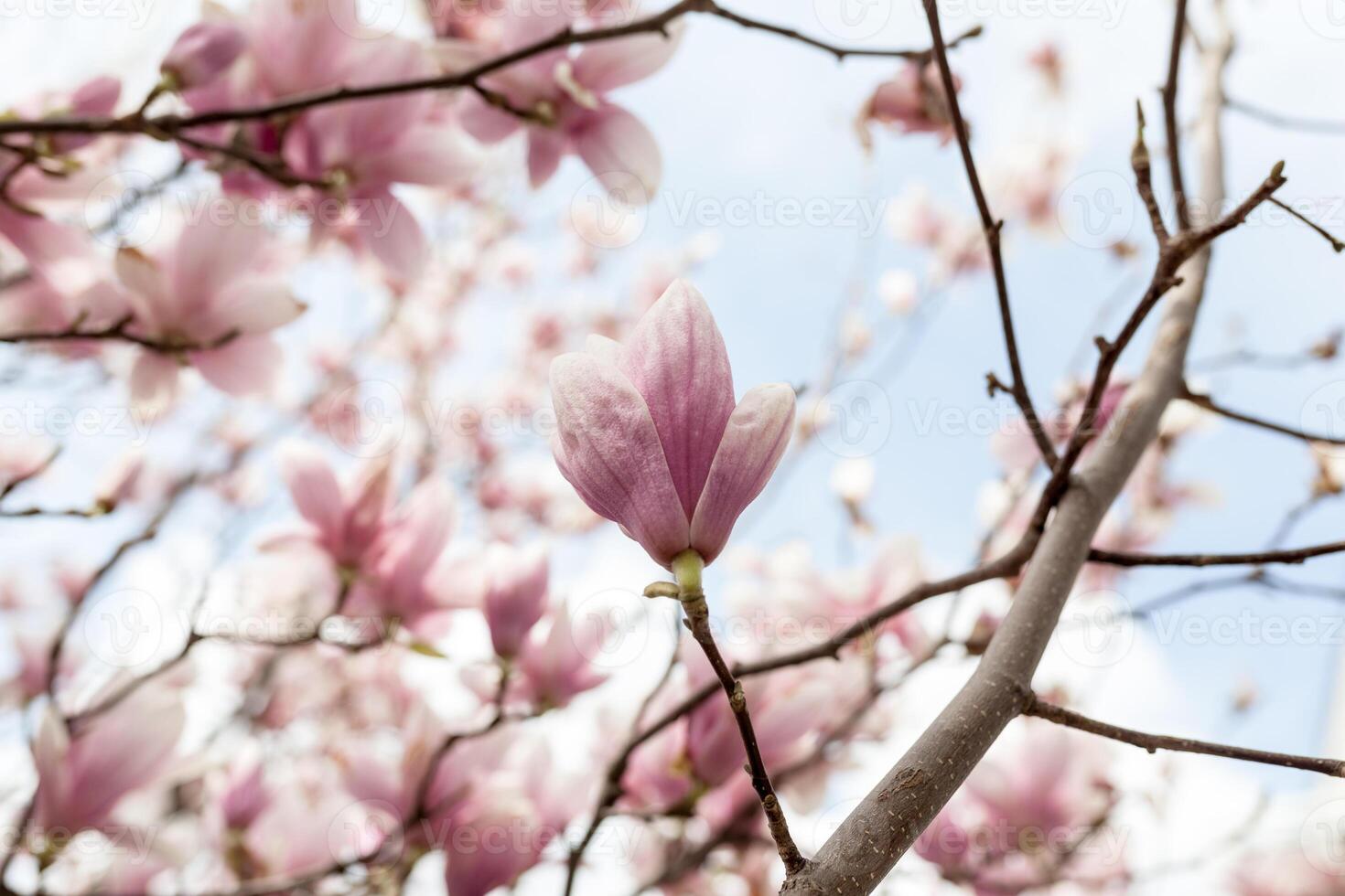 Closeup of magnolia tree blossom with blurred background and warm sunshine photo