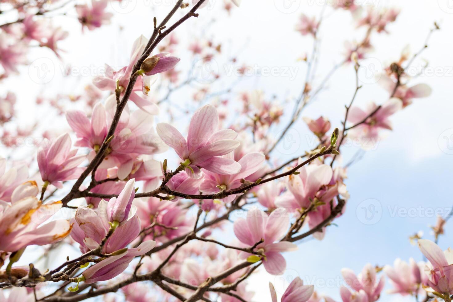 Closeup of magnolia tree blossom with blurred background and warm sunshine photo