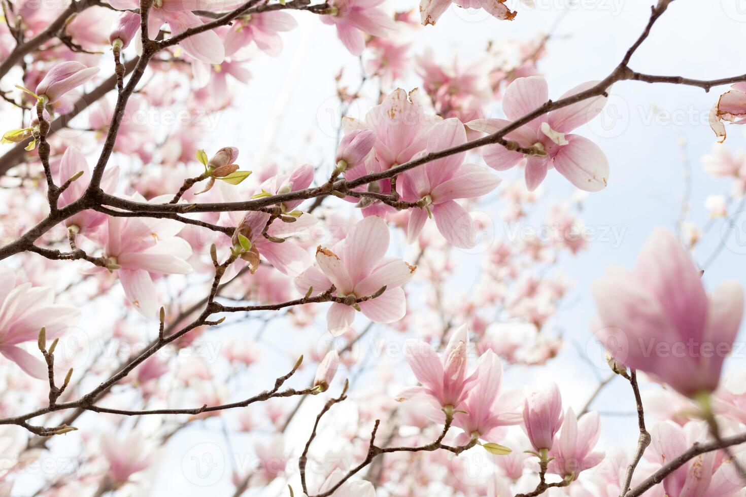 Closeup of magnolia tree blossom with blurred background and warm sunshine photo