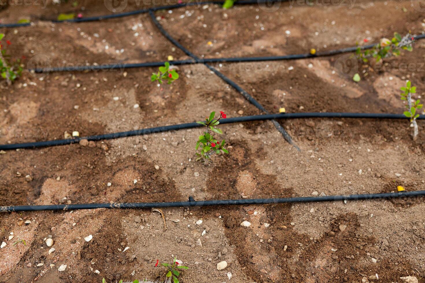 Flowers and the automatic irrigation system with plastic pipes photo