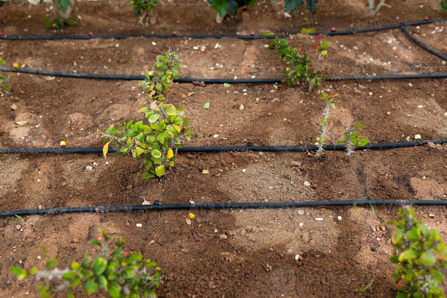 Flowers and the automatic irrigation system with plastic pipes photo