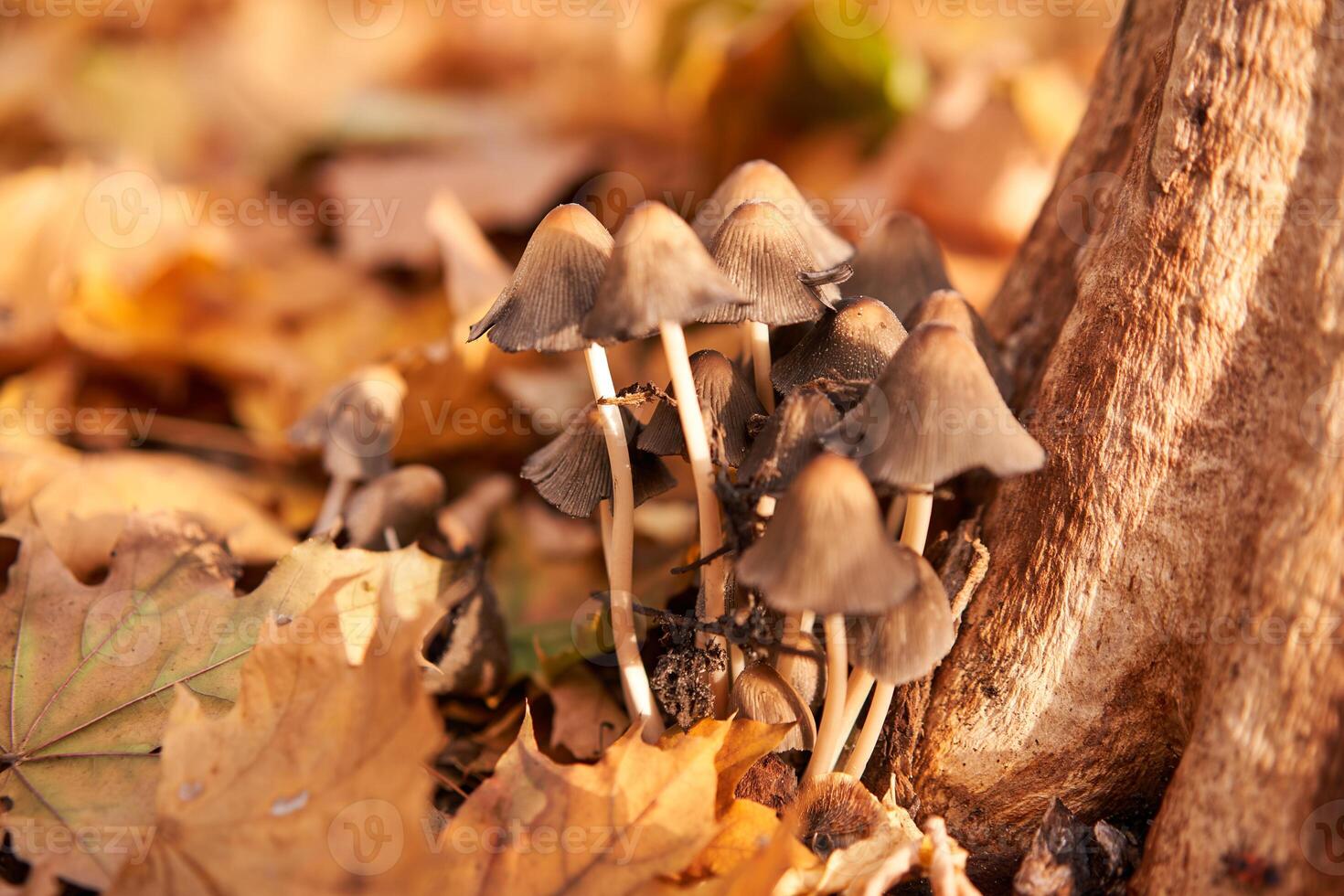 Poisonous mushrooms group grow in autumn leaves near the tree. photo